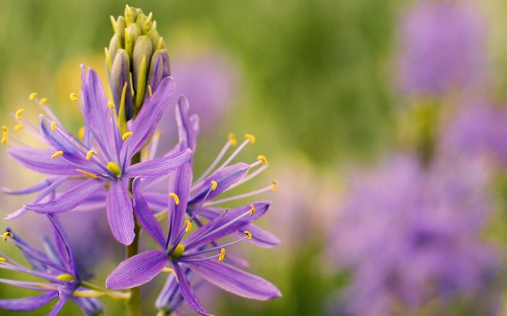flor lilas