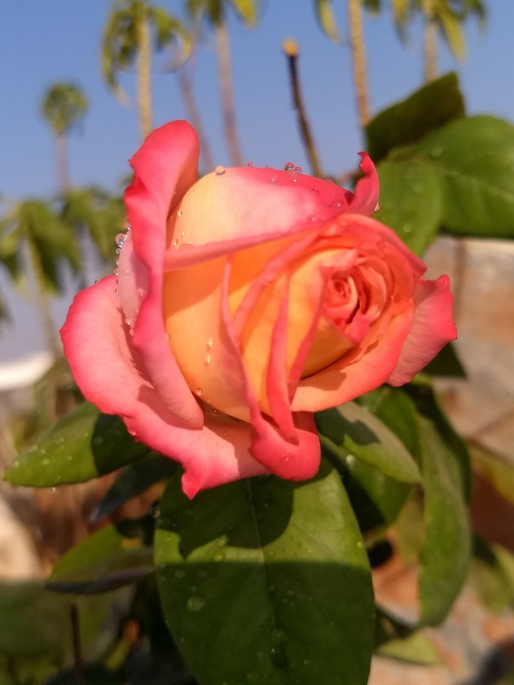 Rose