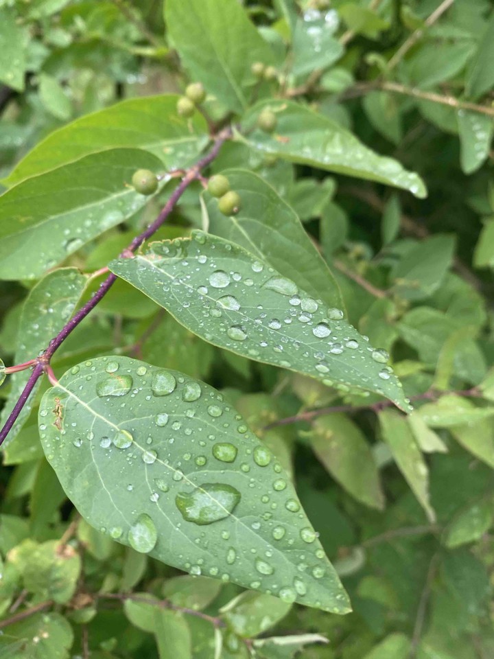 Rain