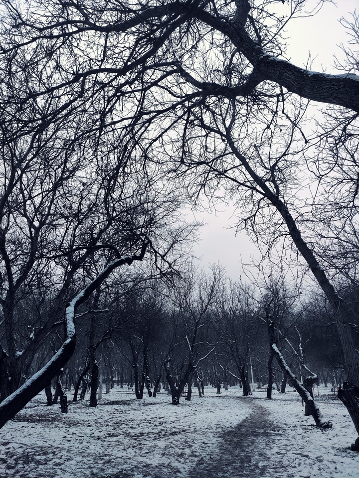 A winter in Wild