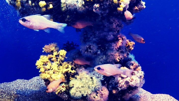 Fish