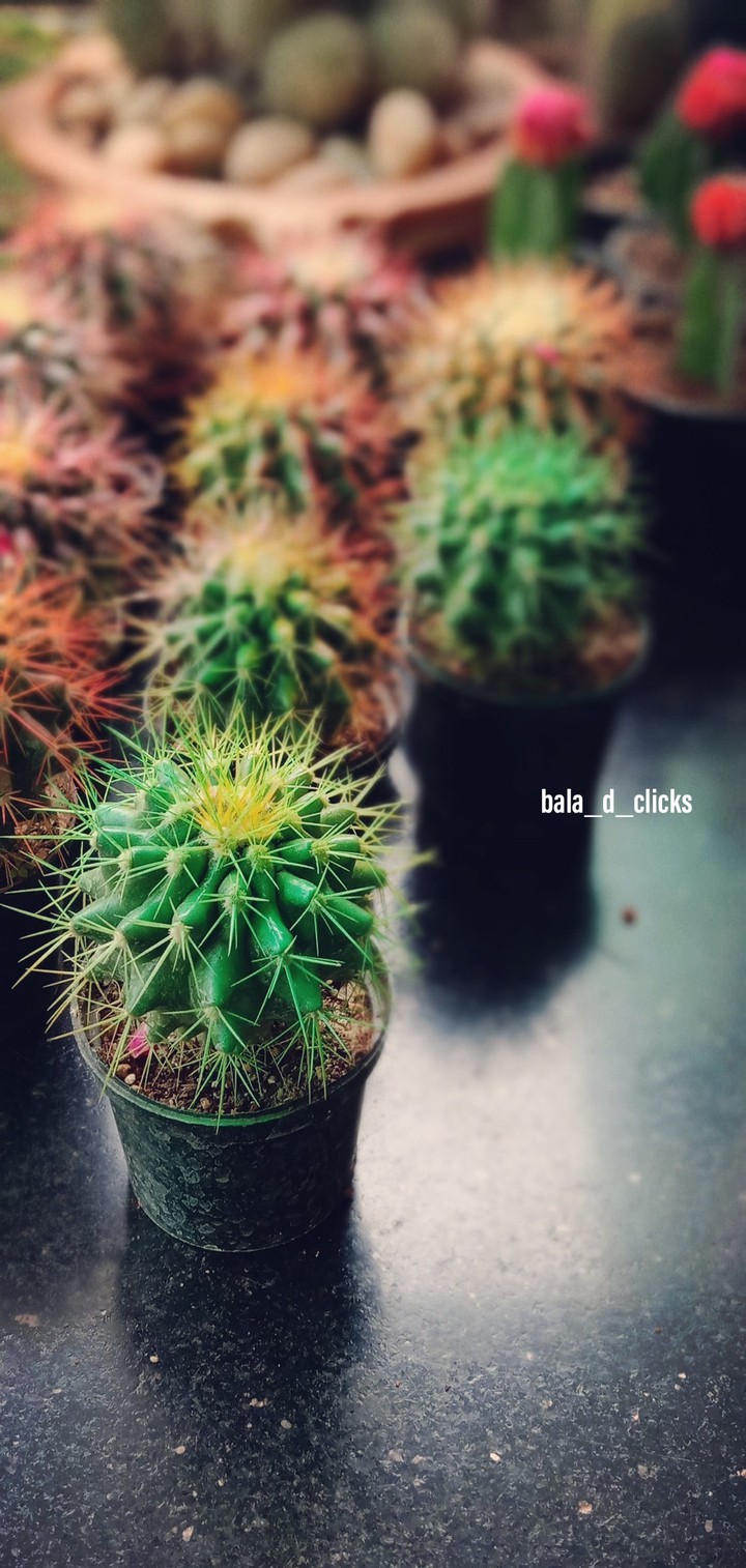 baby plants