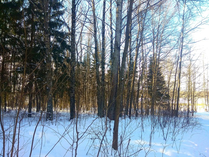 forest