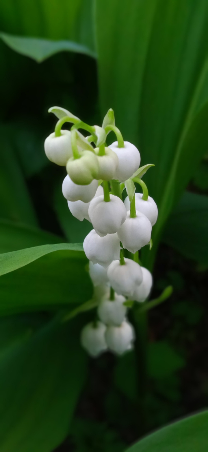 from my garden