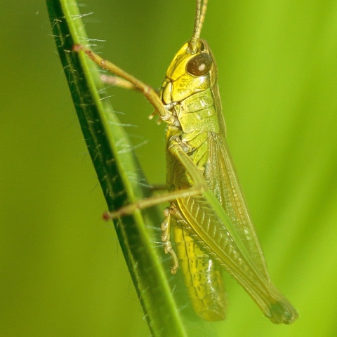 шпалери insect, cricket
