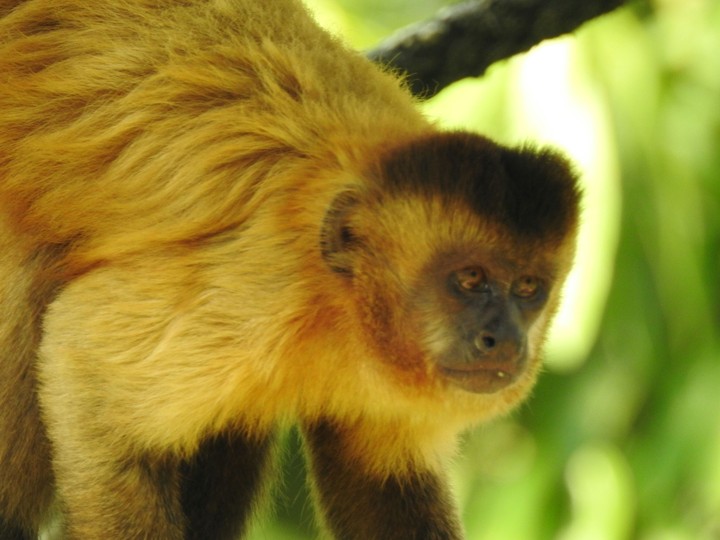 macaco