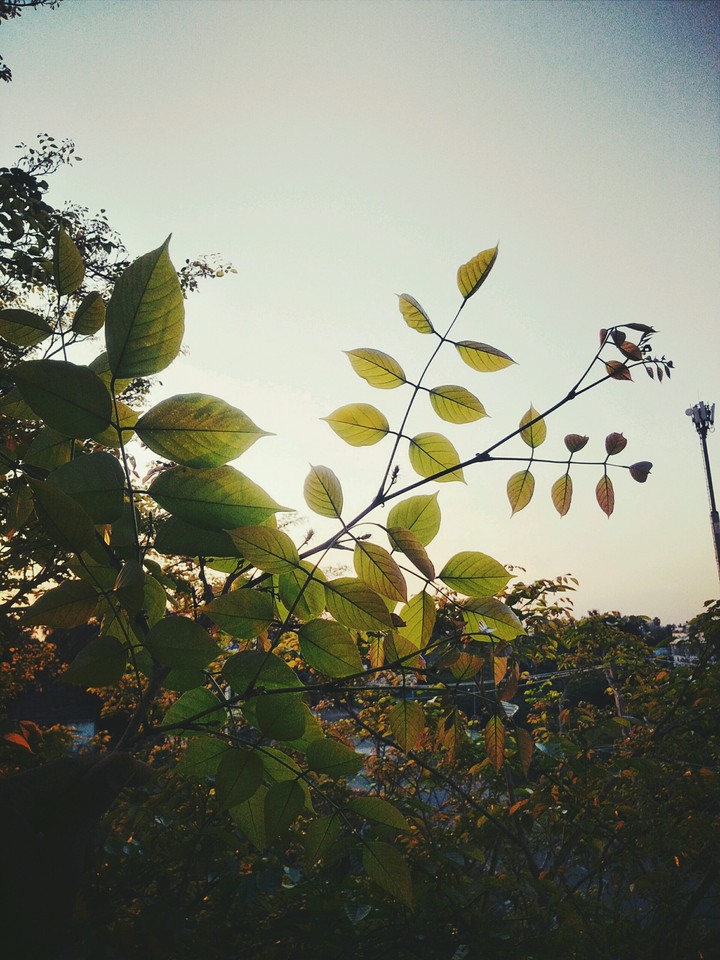 Leafs ...