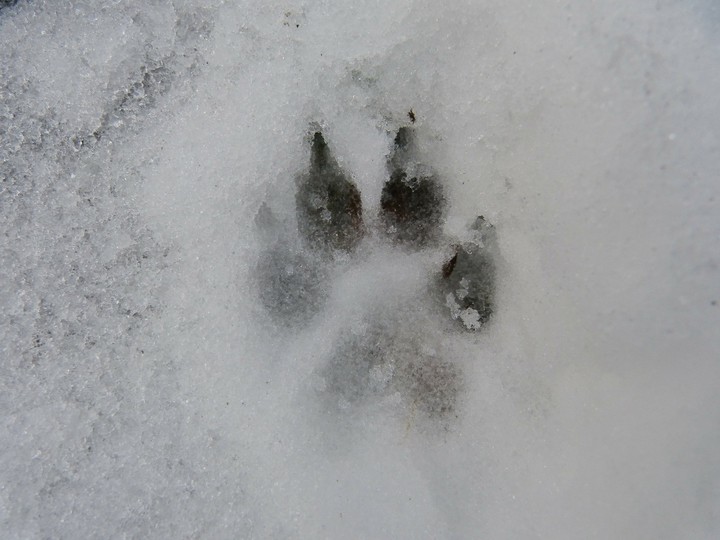 Katzenpfote im Schnee