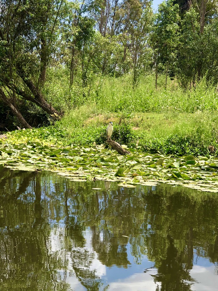 Flora en Xochimilco