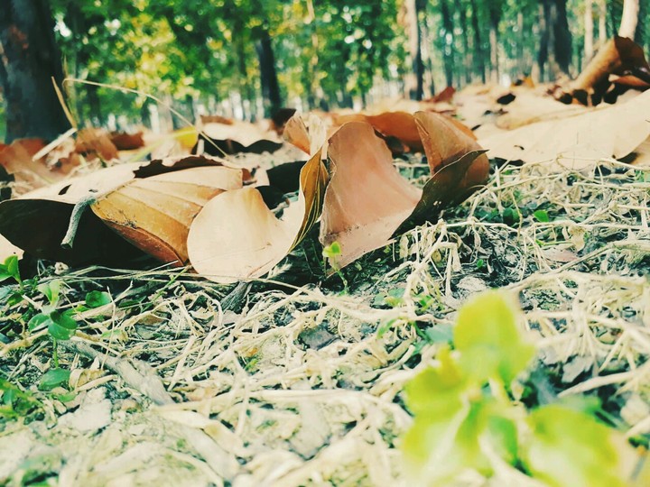 leaf