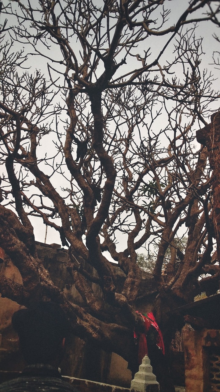 Old Tree