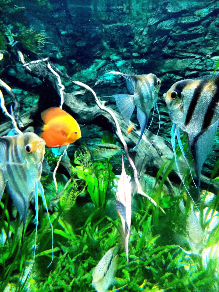 fish