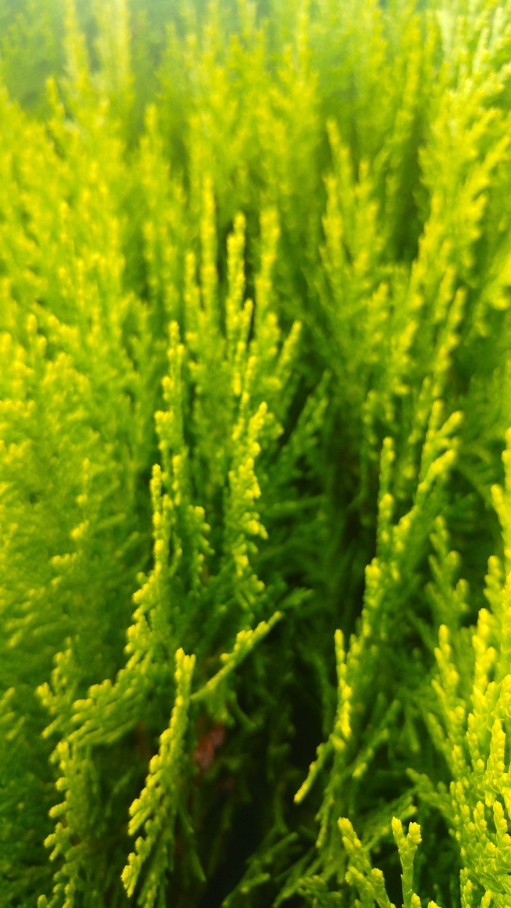 Young spruce