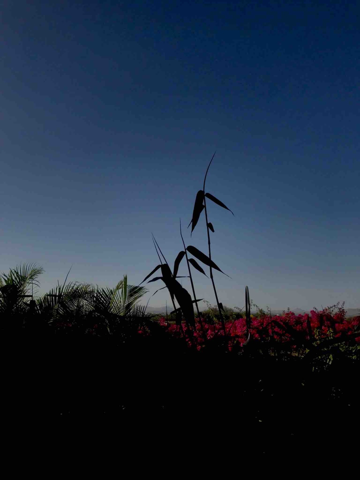 Silhouette of a leaf at a plantation