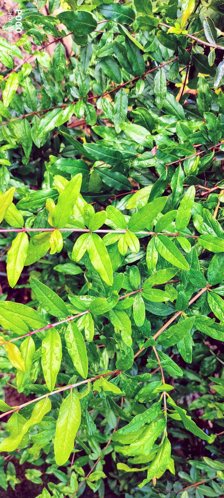 Leafs