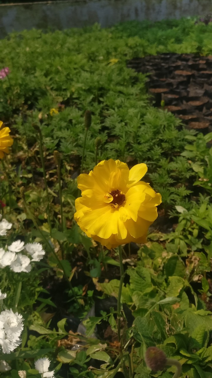 A beautiful yellow flower