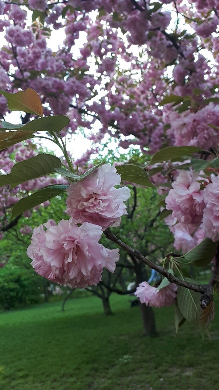 Cherry tree