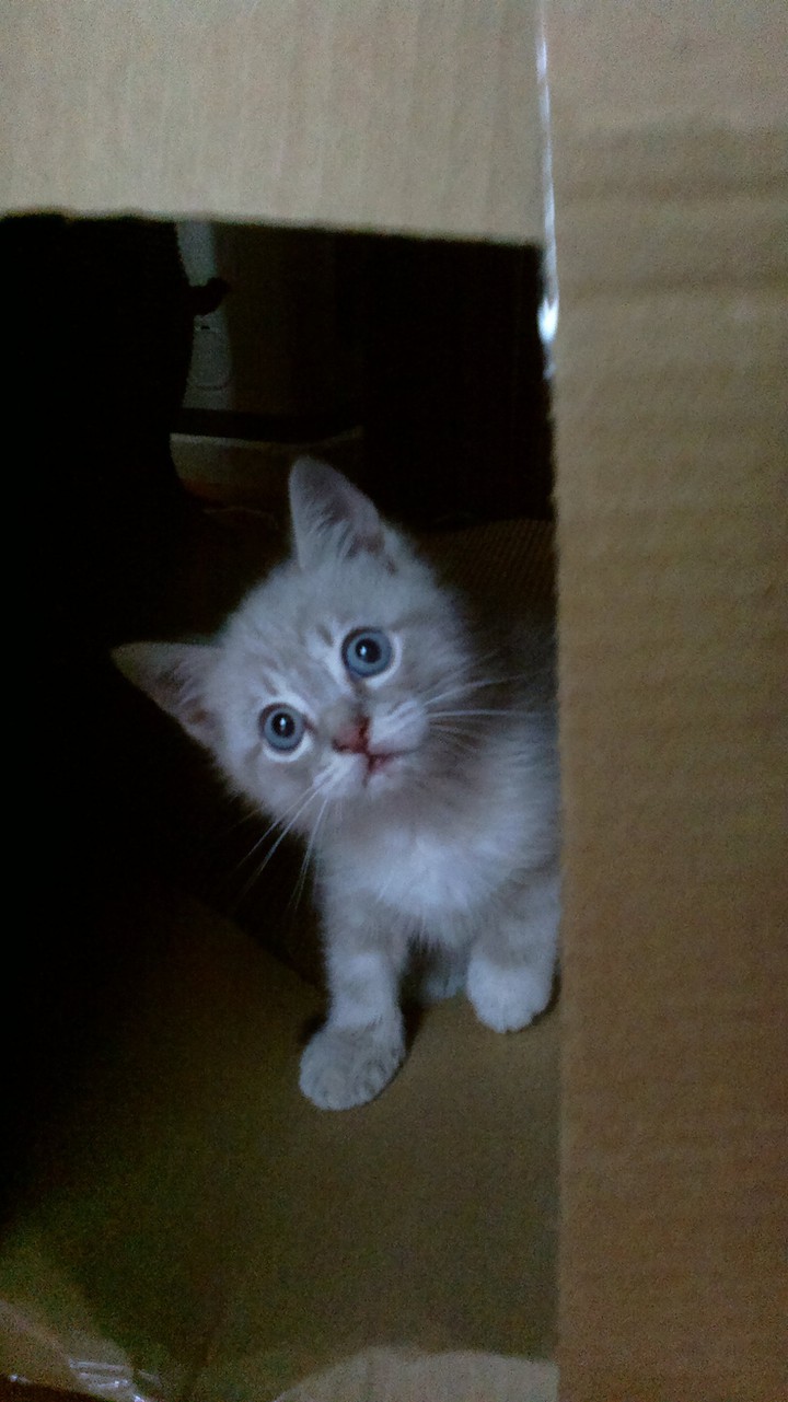 odin pequeño