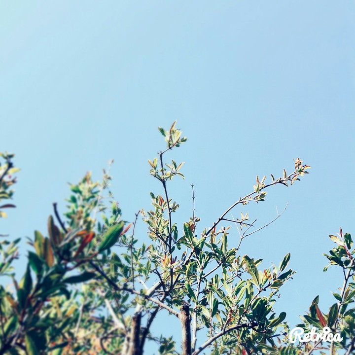 Plant&sky