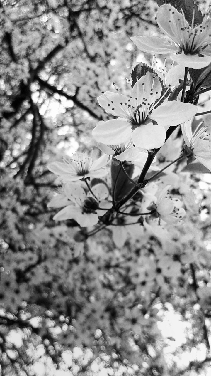 Cherry Blossom