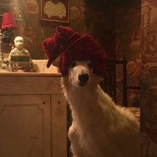 dog