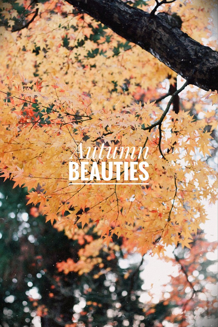 autumn beauties