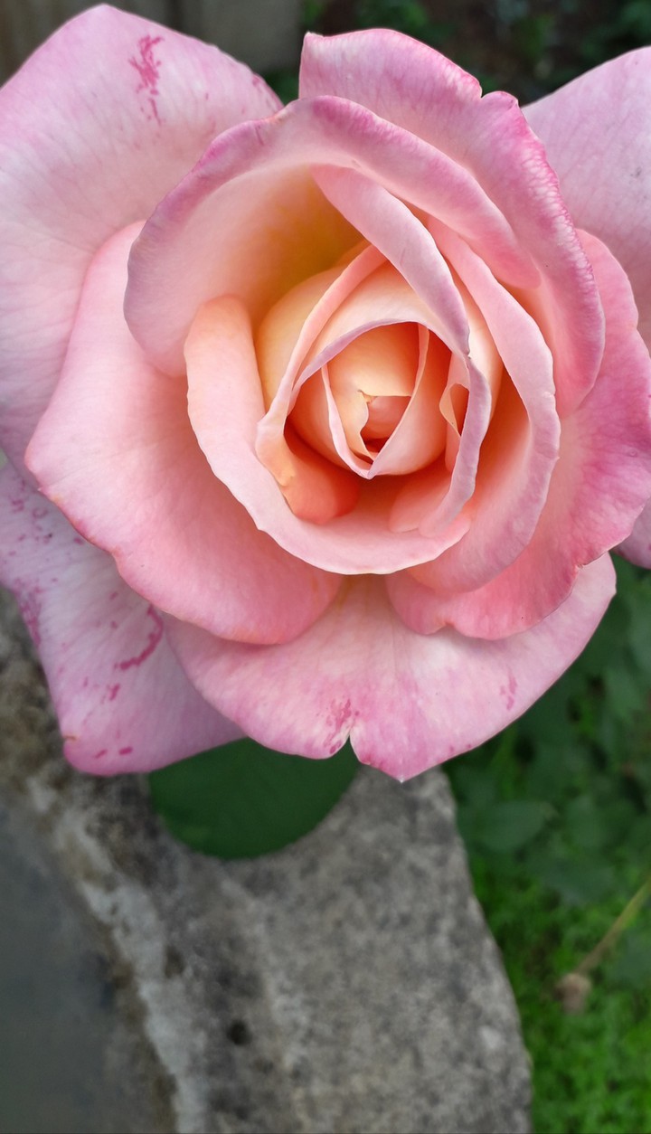 beautiful rose