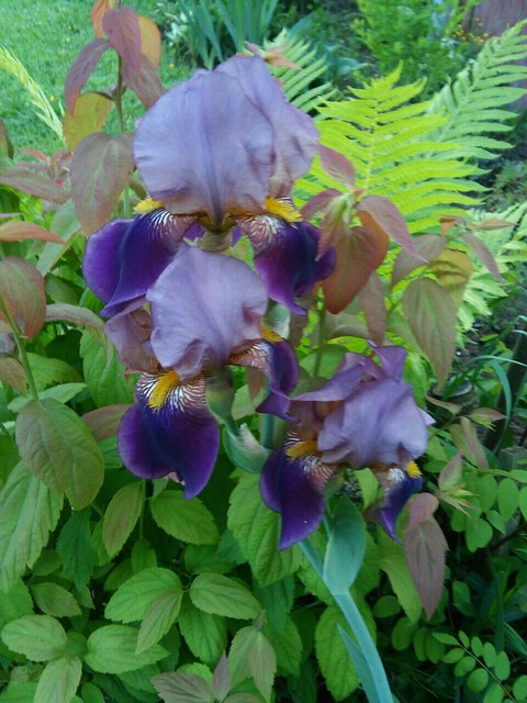 Flowers in Garden