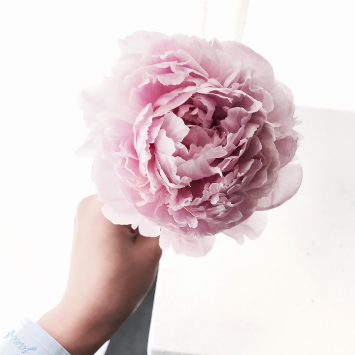Peonies