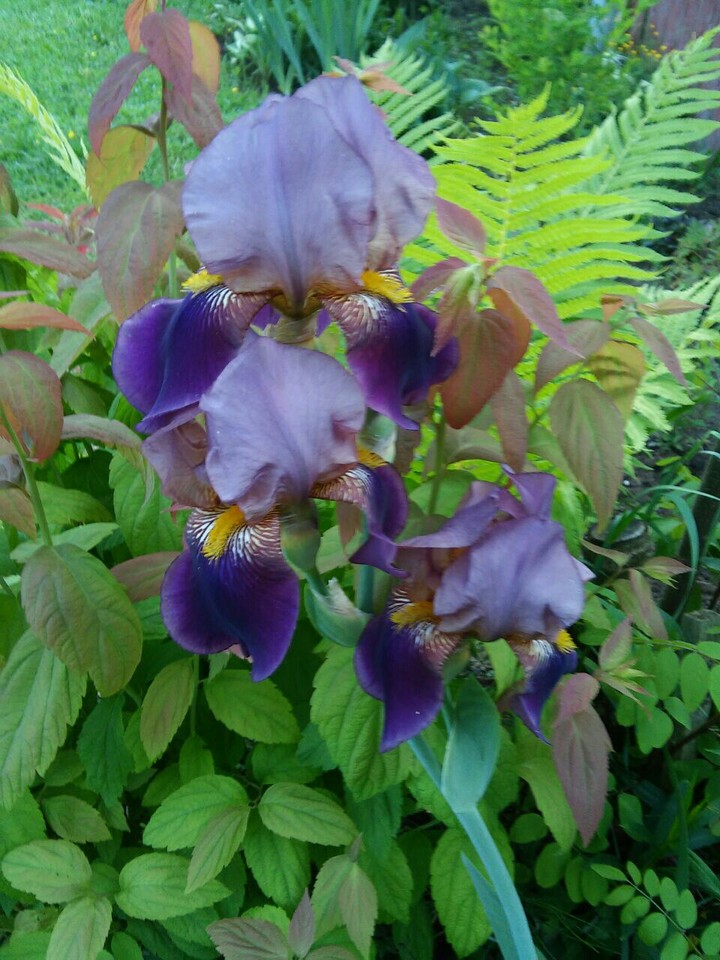 Flowers in Garden