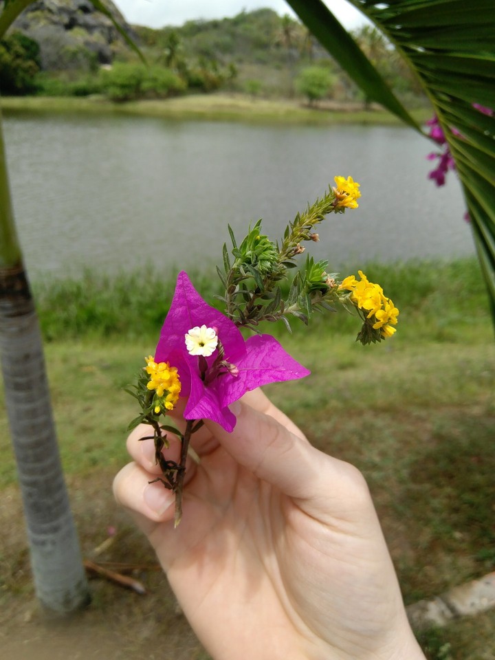 Flower.