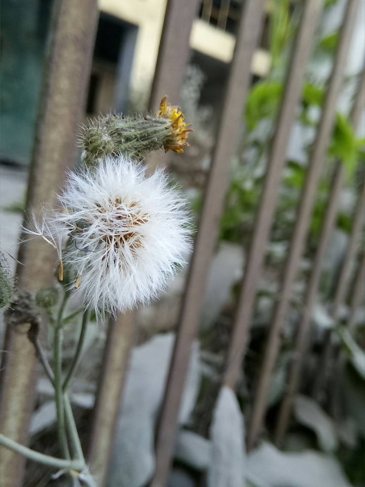 flower