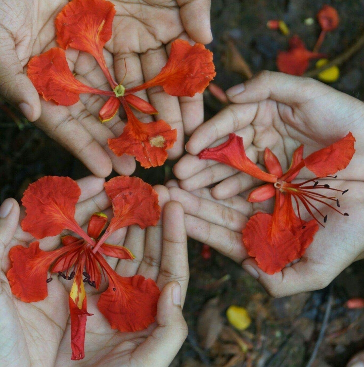 Gulmohar flowers