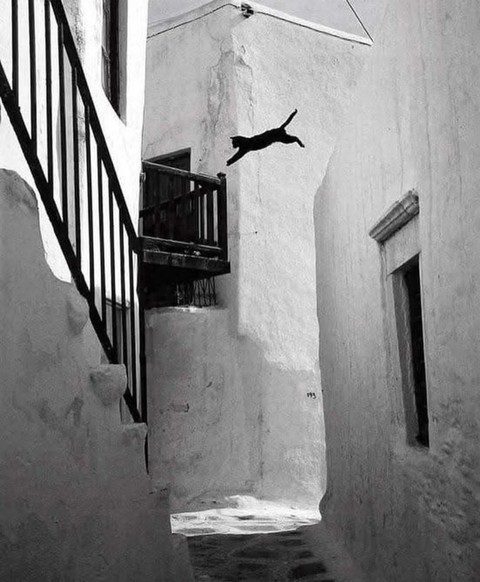 monochrome, bird háttérképek