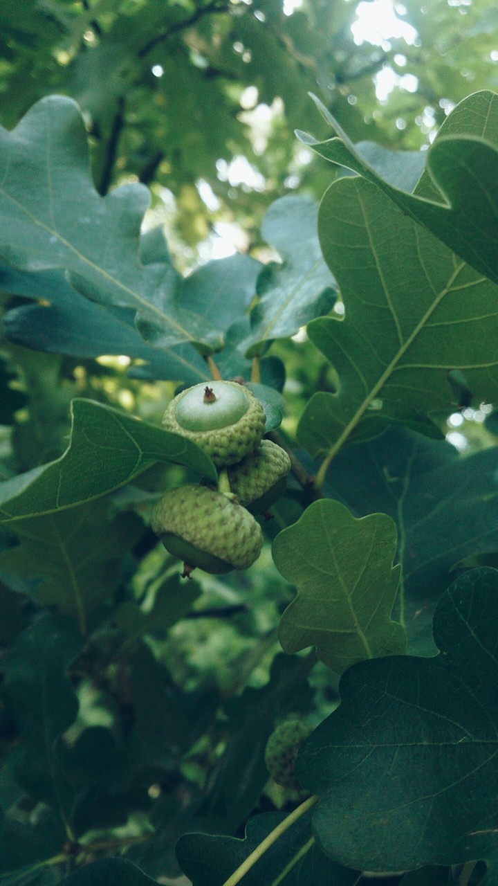 Young acorns