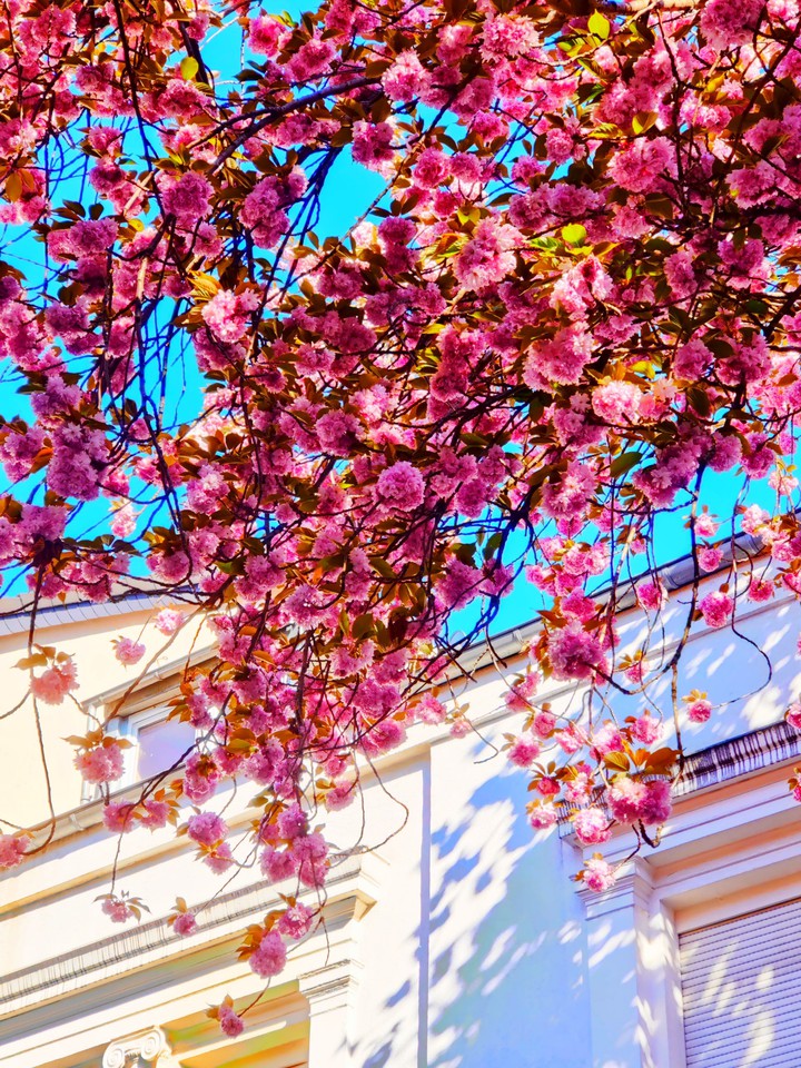 cherry blossom