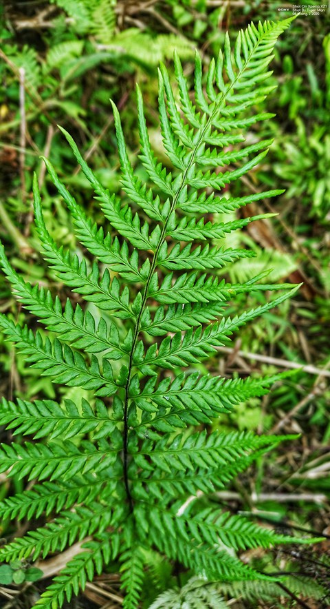sfondi green, plant
