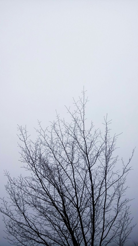 branches
