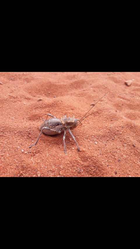 insect