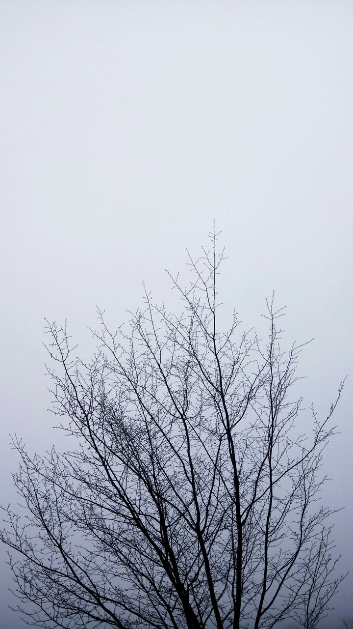 branches
