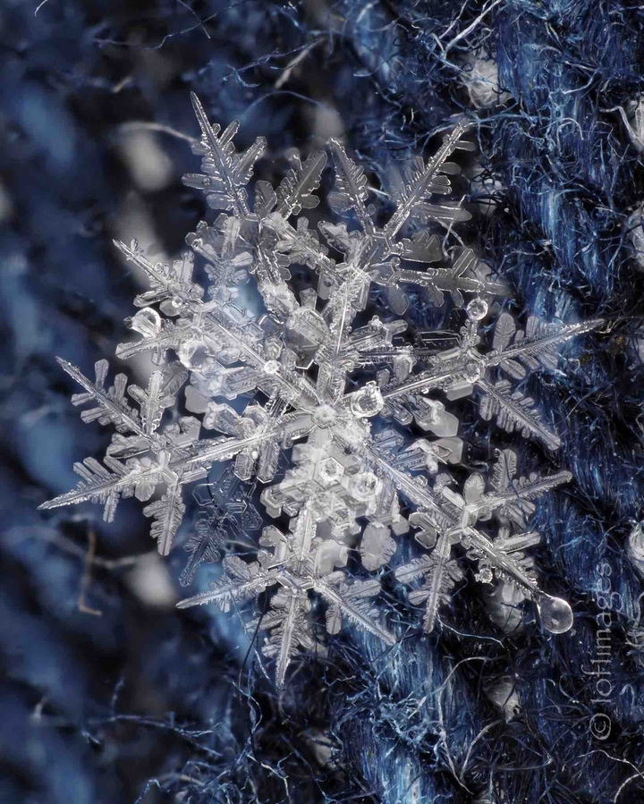 snow flake