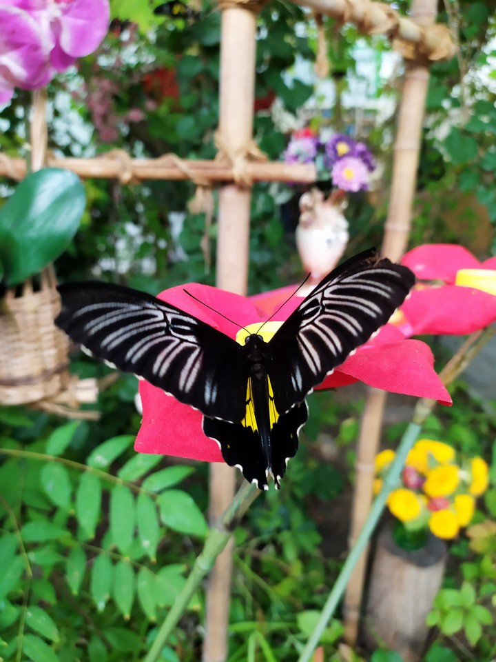 baterfly