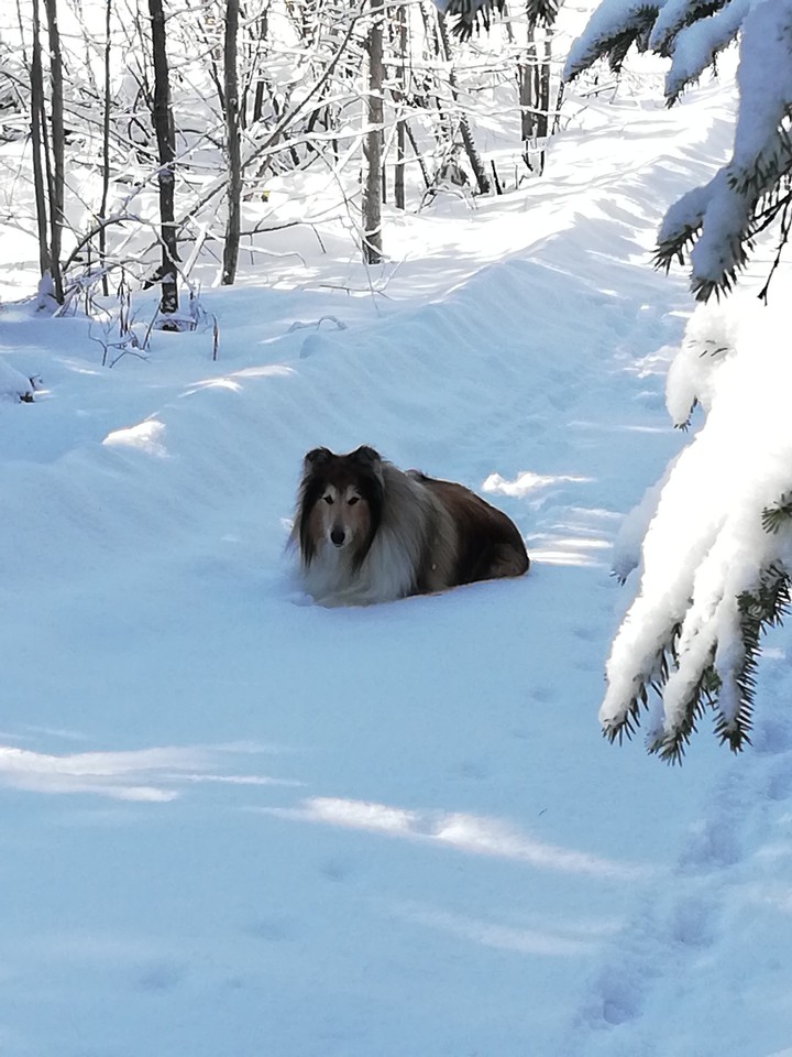 Rest in freshly fallen snow 20/3-2020