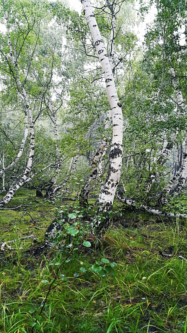 Birch