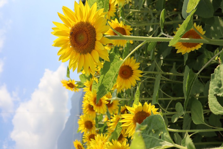 susunflowers*