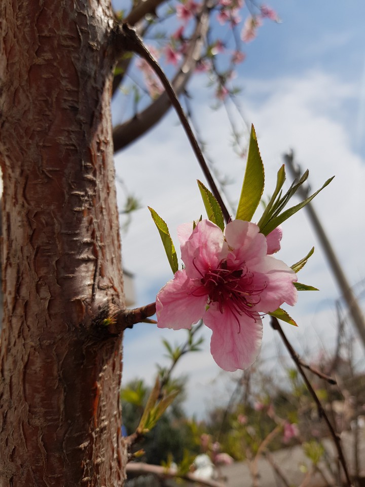 Spring