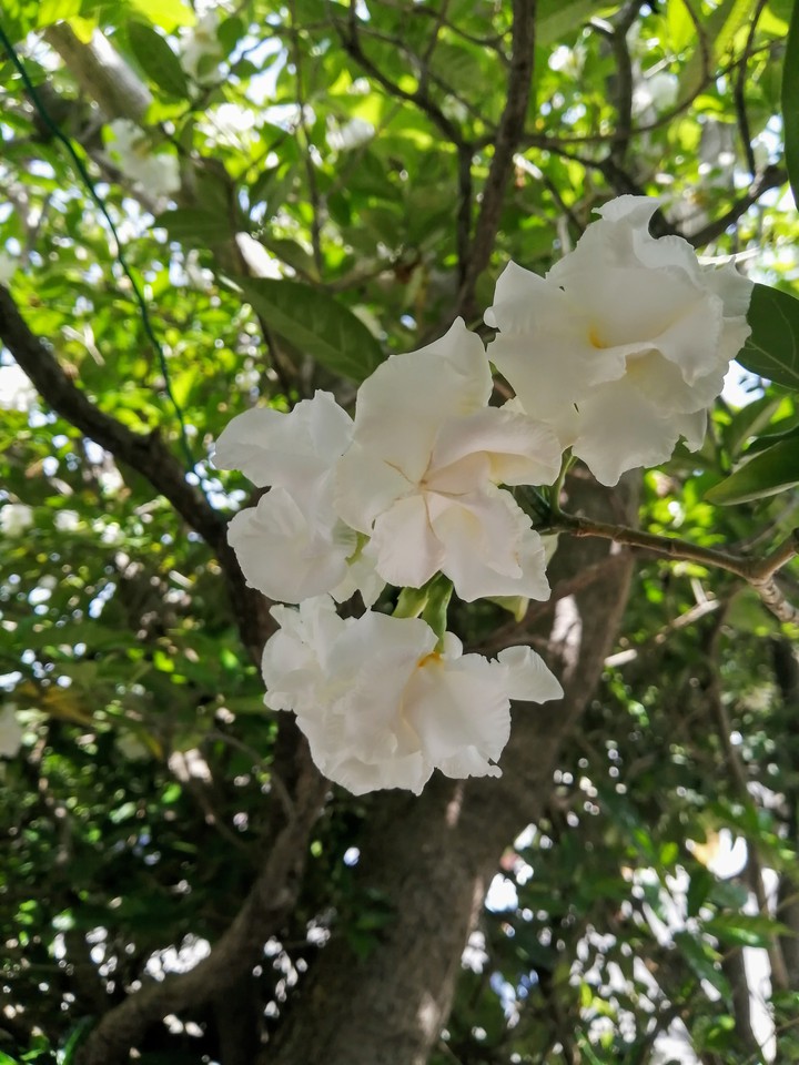 Gardenias