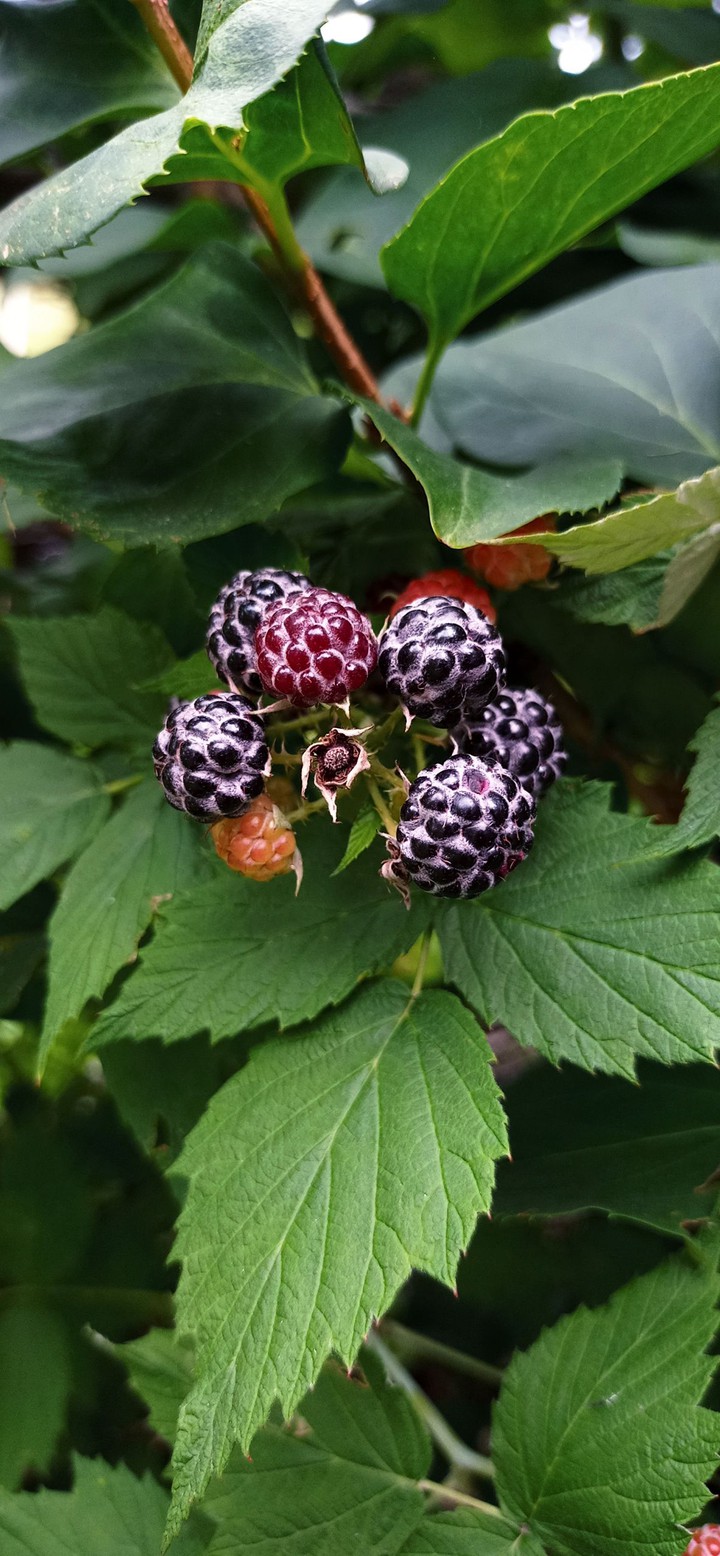 blackberries