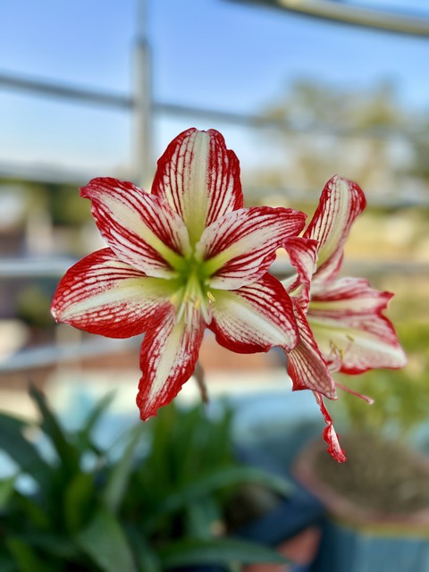 plant, 植物桌布