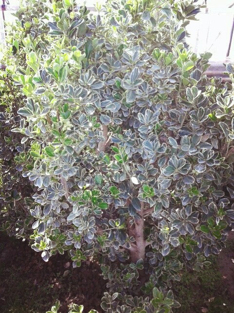 Tree by Nastena